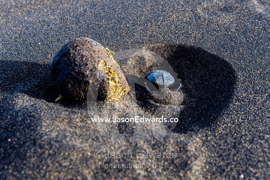 A Dung Beetle attempts to bury in volcanic sand, a ball of feces containing its eggs. Shifting Sands, Ngorongoro Conservation Area, Ngorongoro District, Tanzania, Africa.