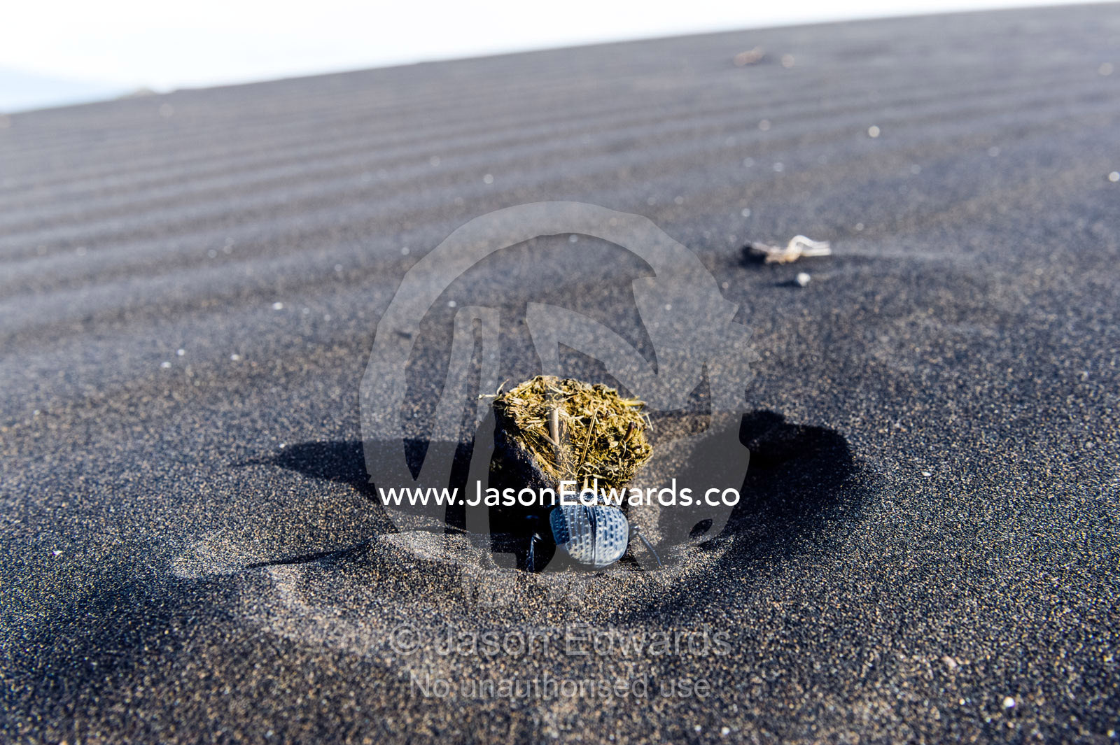 A Dung Beetle attempts to bury in volcanic sand, a ball of feces containing its eggs. Shifting Sands, Ngorongoro Conservation Area, Ngorongoro District, Tanzania, Africa.