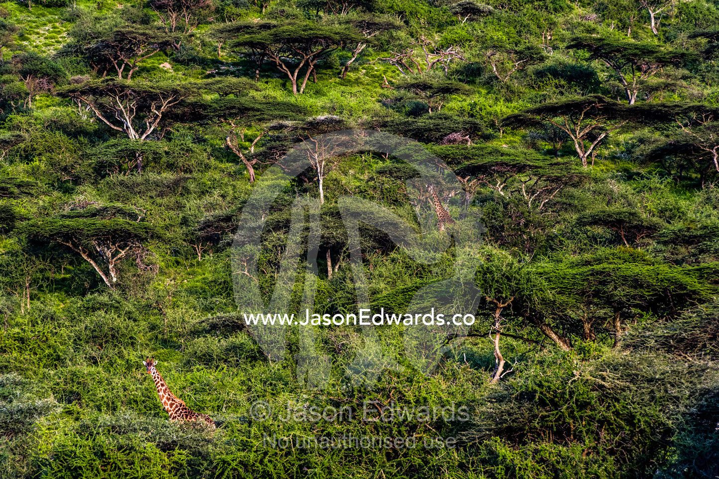 A pair of Giraffe browse on canopy leaves in a dense Acacia forest. Ngorongoro Conservation Area, Ngorongoro District, Tanzania, Africa.