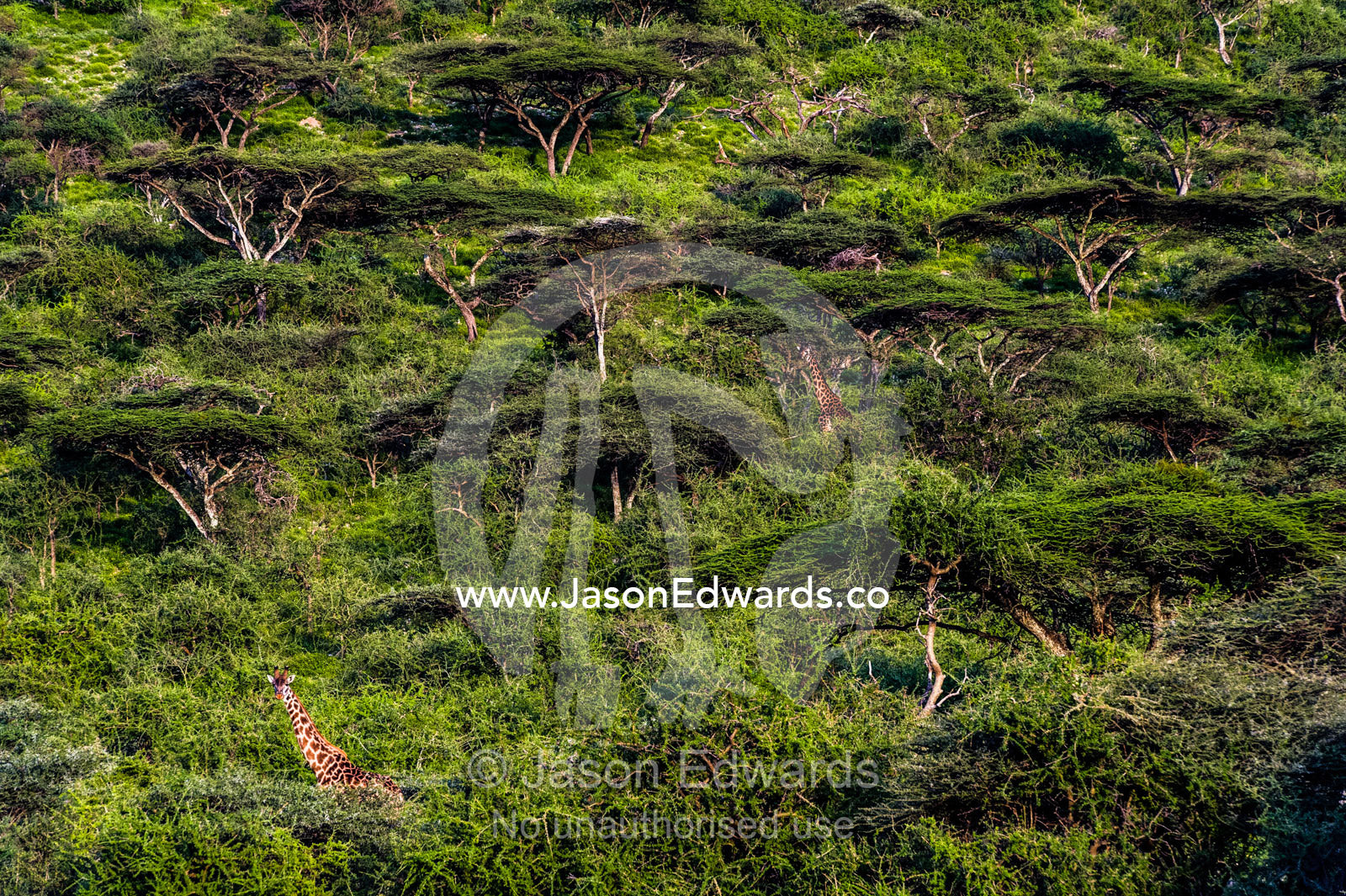 A pair of Giraffe browse on canopy leaves in a dense Acacia forest. Ngorongoro Conservation Area, Ngorongoro District, Tanzania, Africa.