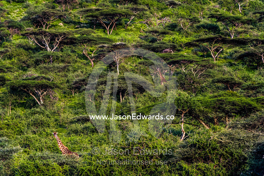 A pair of Giraffe browse on canopy leaves in a dense Acacia forest. Ngorongoro Conservation Area, Ngorongoro District, Tanzania, Africa.