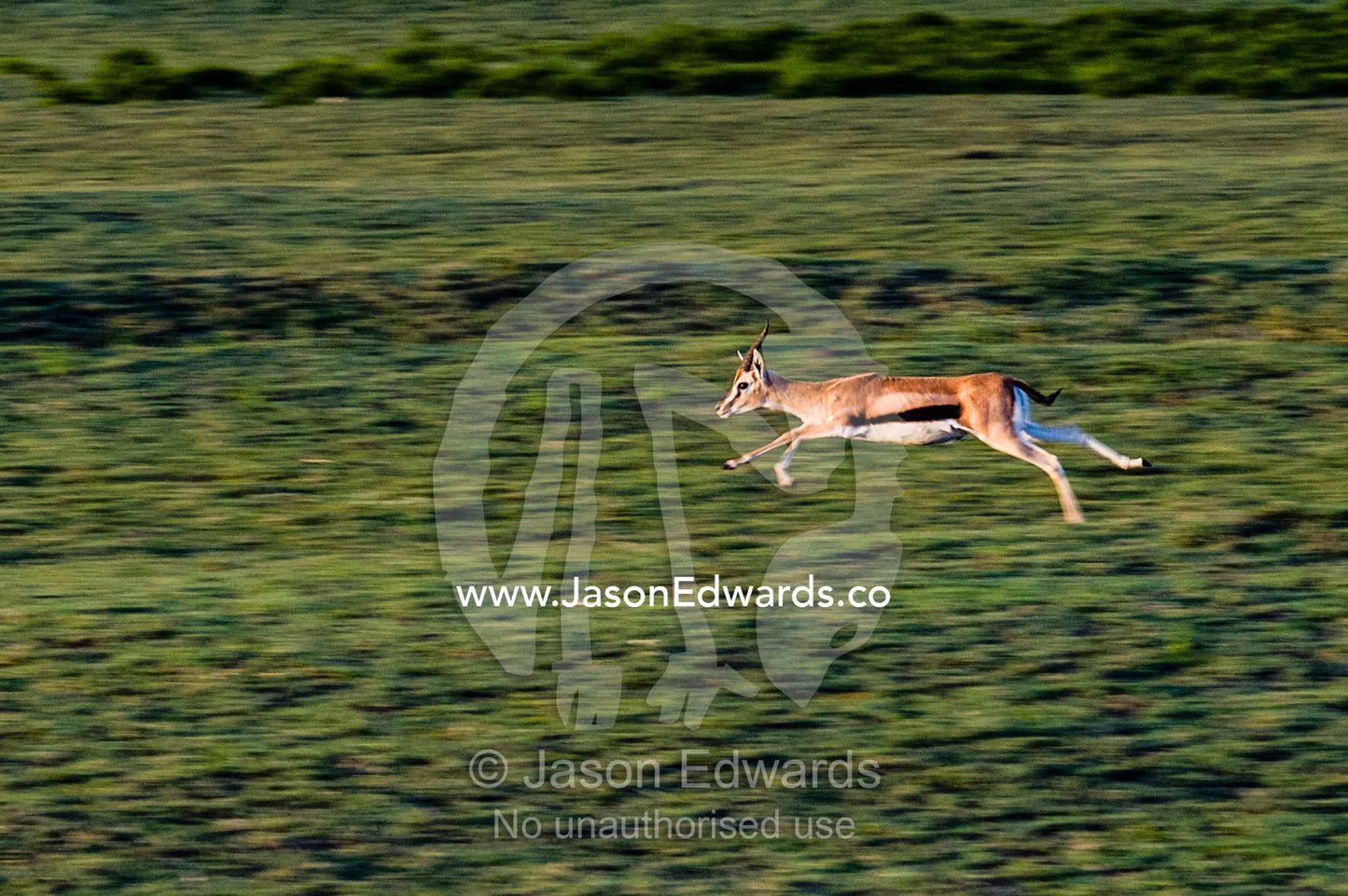 A threatened Thomson's Gazelle leaps in full flight across the savannah at sunset. Ngorongoro Conservation Area, Ngorongoro District, Tanzania, Africa.