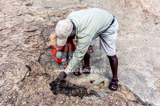A guide explains about the feces and territory markings of an African Civet to a boy on safari. Ngorongoro Conservation Area, Ngorongoro District, Tanzania, Africa.