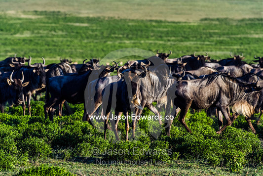 The herd of a Blue Wildebeest migrating across the short grass savannah plain. Ngorongoro Conservation Area, Ngorongoro District, Tanzania, Africa.