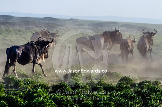 A herd of Blue Wildebeest stampeding across the short grass savannah plain in a cloud of dust. Ngorongoro Conservation Area, Ngorongoro District, Tanzania, Africa.