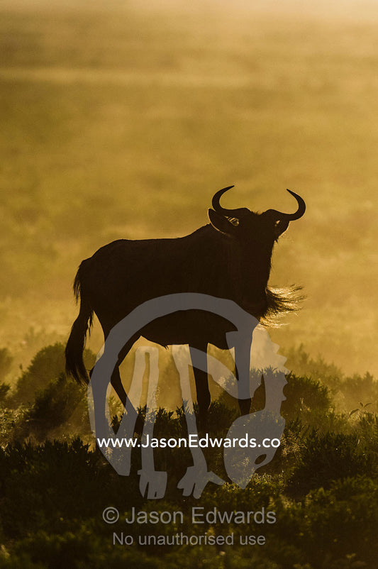 The silhouette of a Blue Wildebeest on the short grass savannah plain in a cloud of dust at sunset. Ngorongoro Conservation Area, Ngorongoro District, Tanzania, Africa.
