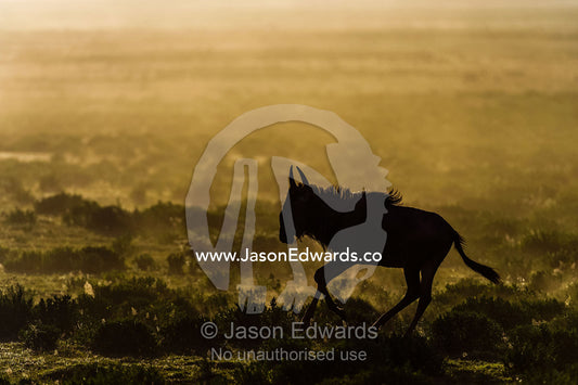 The silhouette of a Blue Wildebeest running on the short grass savannah plain in a cloud of dust at sunset. Ngorongoro Conservation Area, Ngorongoro District, Tanzania, Africa.