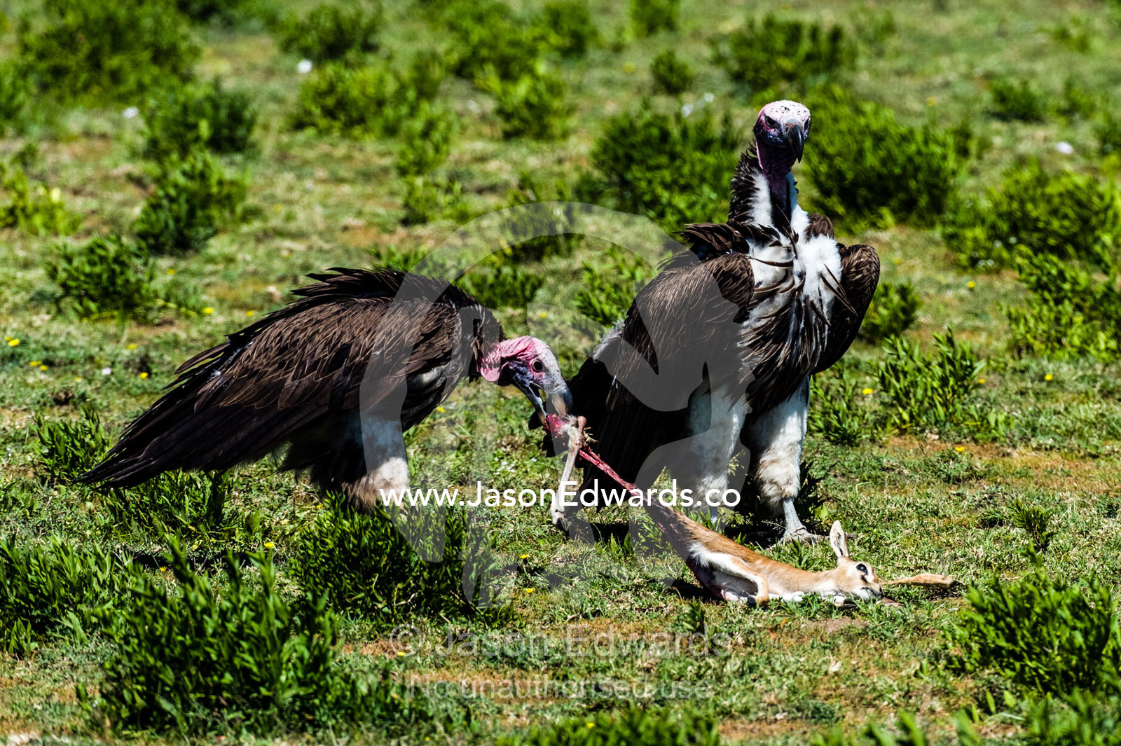 A pair of Lappet-faced Vultures feeding on a dead Thomson's Gazelle fawn on the savannah. Ngorongoro Conservation Area, Ngorongoro District, Tanzania, Africa.