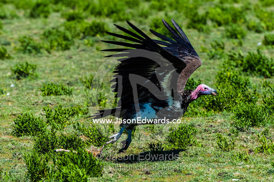 A Lappet-faced Vultures takes flight after feeding on a Thomson's Gazelle fawn on the savannah. Ngorongoro Conservation Area, Ngorongoro District, Tanzania, Africa.
