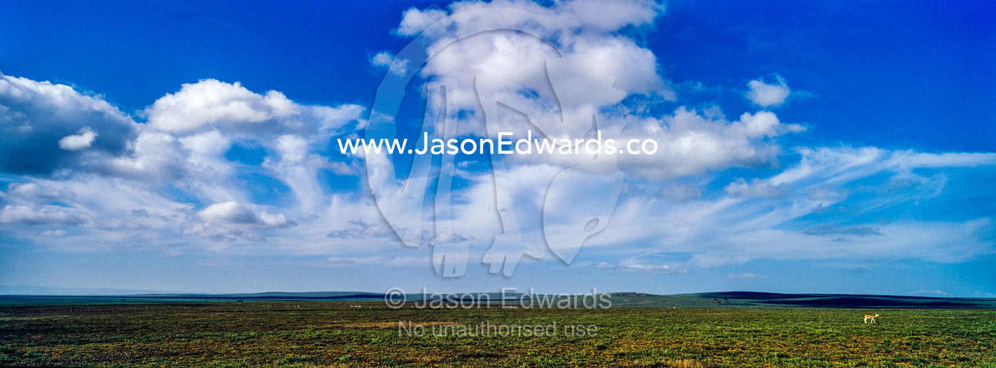 White, fluffy clouds float over a lone Thomson's Gazelle on the endless short grass savannah plain. Ngorongoro Conservation Area, Ngorongoro District, Tanzania, Africa.