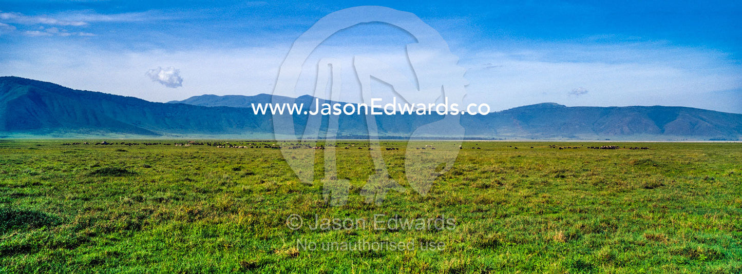 A vast short grass savannah plain surrounded by a volcano caldera wall. Ngorongoro Conservation Area, Ngorongoro District, Tanzania, Africa.