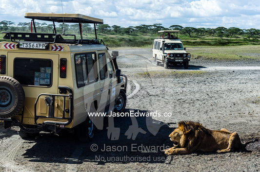 Safari vehicles surround a male lion lying in the dust of a parched waterhole. Serengeti National Park, Serengeti, World Heritage Site, Tanzania.