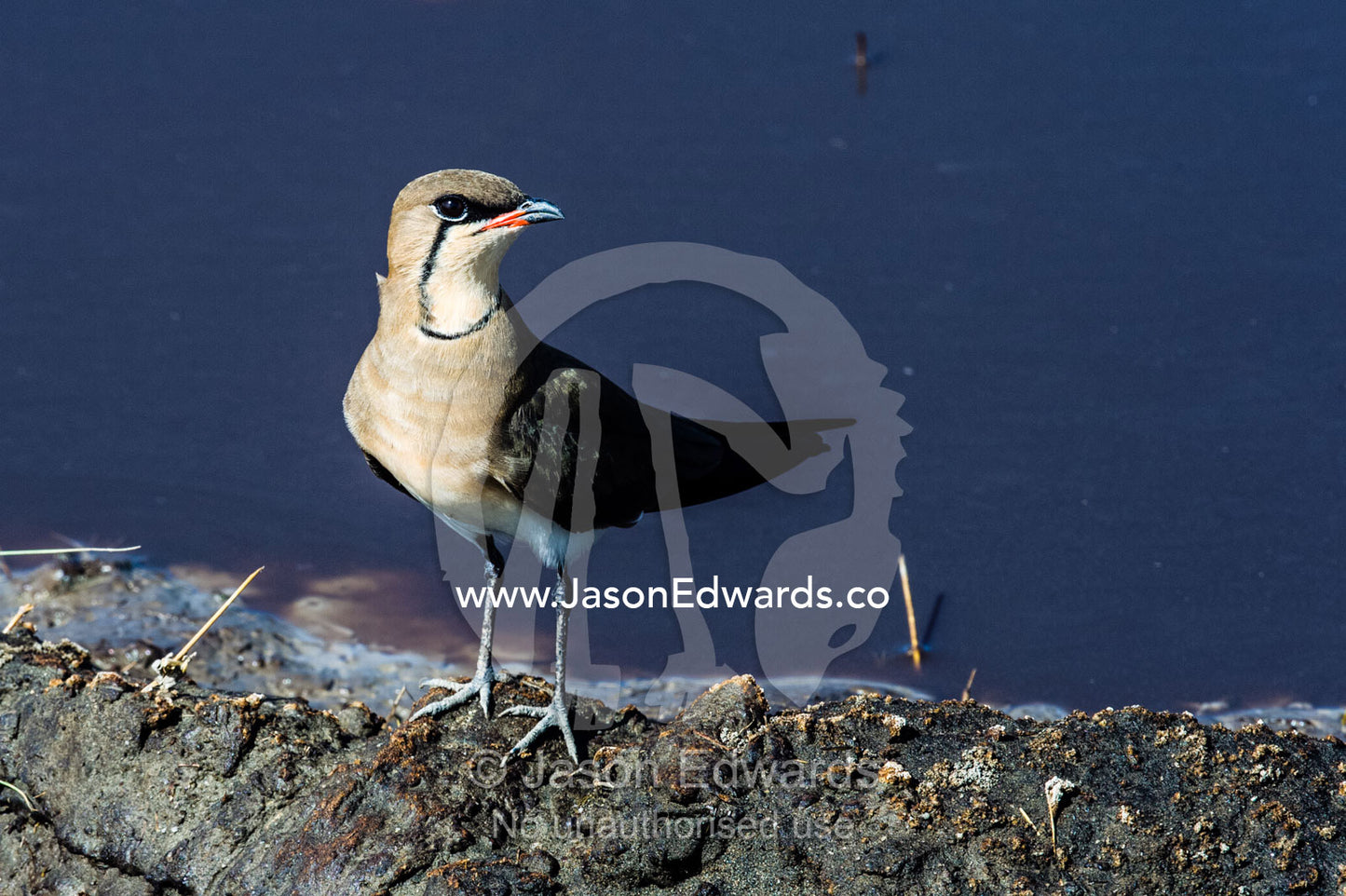 A Black-winged Pratincole standing on the shoreline of a waterhole. Serengeti National Park, Serengeti, World Heritage Site, Tanzania.