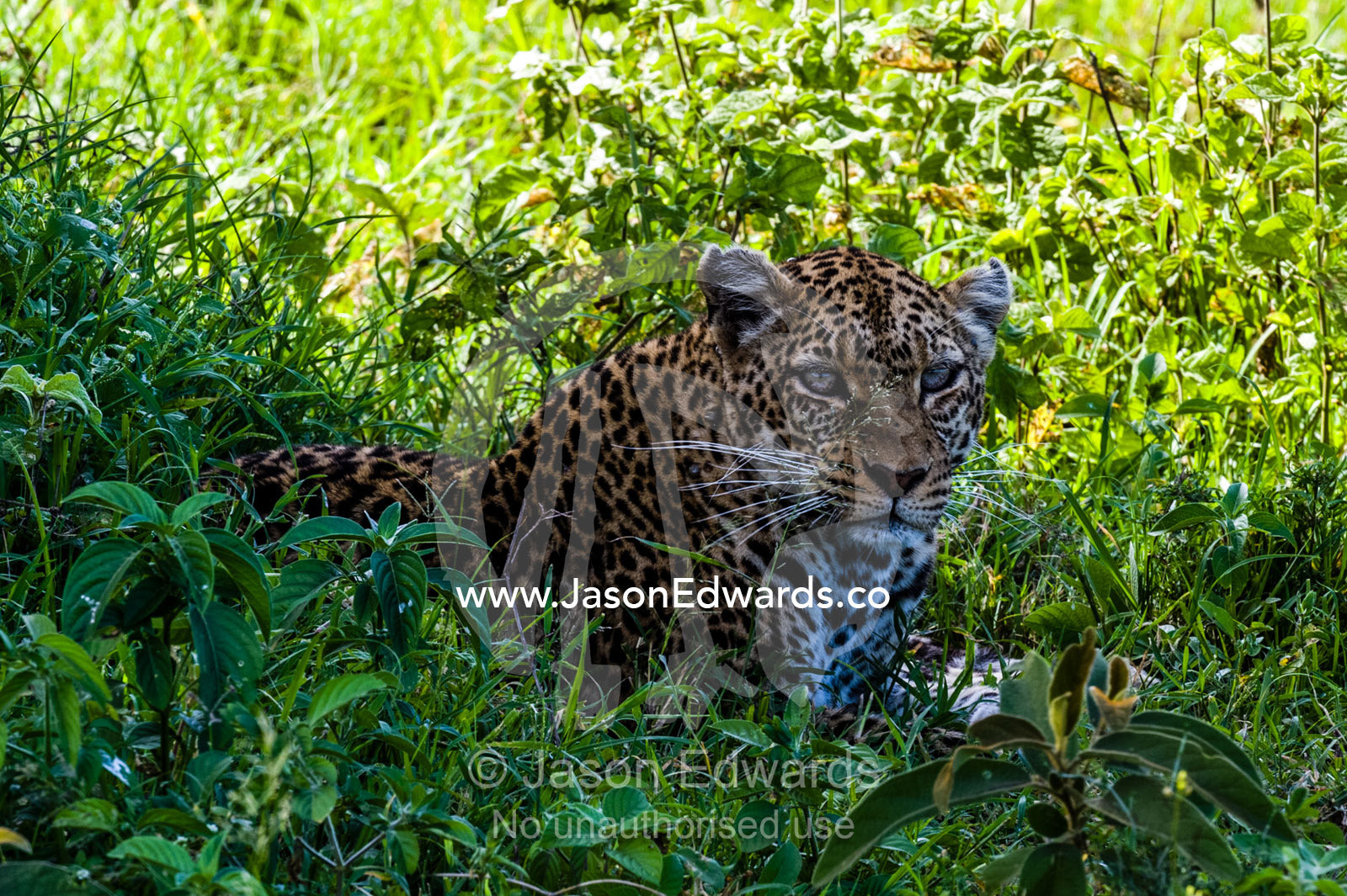 An African Leopard resting from the savannah heat in cool grass in the shade of a tree. Serengeti National Park, Serengeti, World Heritage Site, Tanzania.