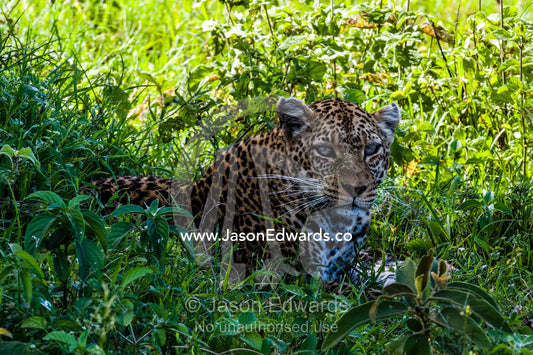 An African Leopard resting from the savannah heat in cool grass in the shade of a tree. Serengeti National Park, Serengeti, World Heritage Site, Tanzania.