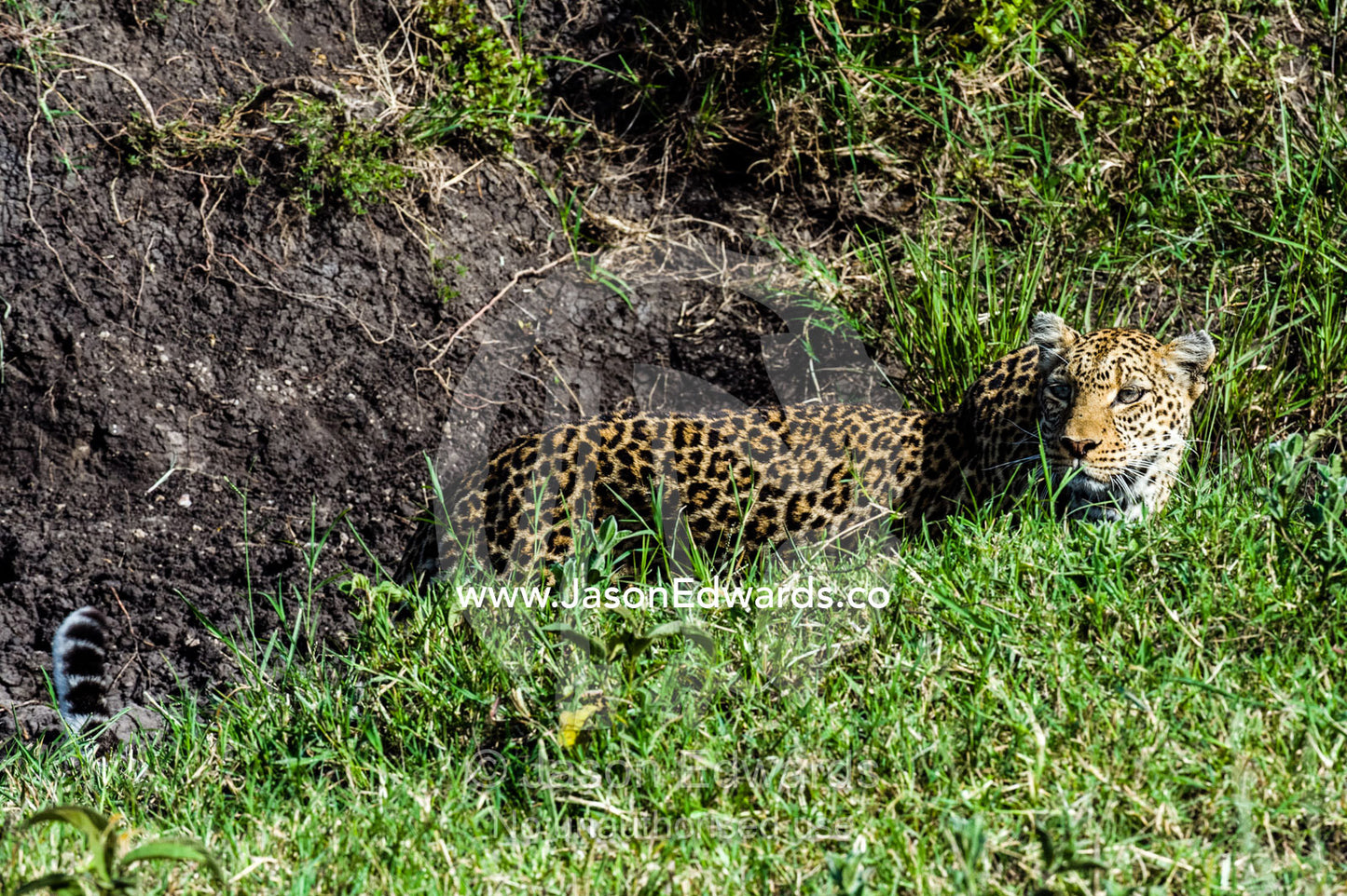 An elusive and cautious African Leopard patrolling a dry creek bed on the savannah. Serengeti National Park, Serengeti, World Heritage Site, Tanzania.