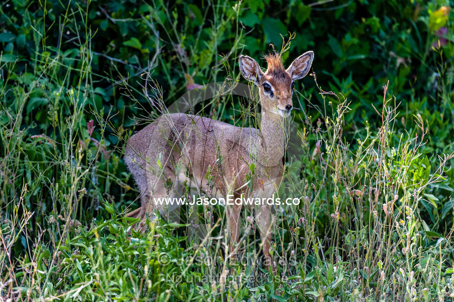 An alert Kirk's Dik Dik a tiny antelope emerges from the forest under storey. Serengeti National Park, Serengeti, World Heritage Site, Tanzania.