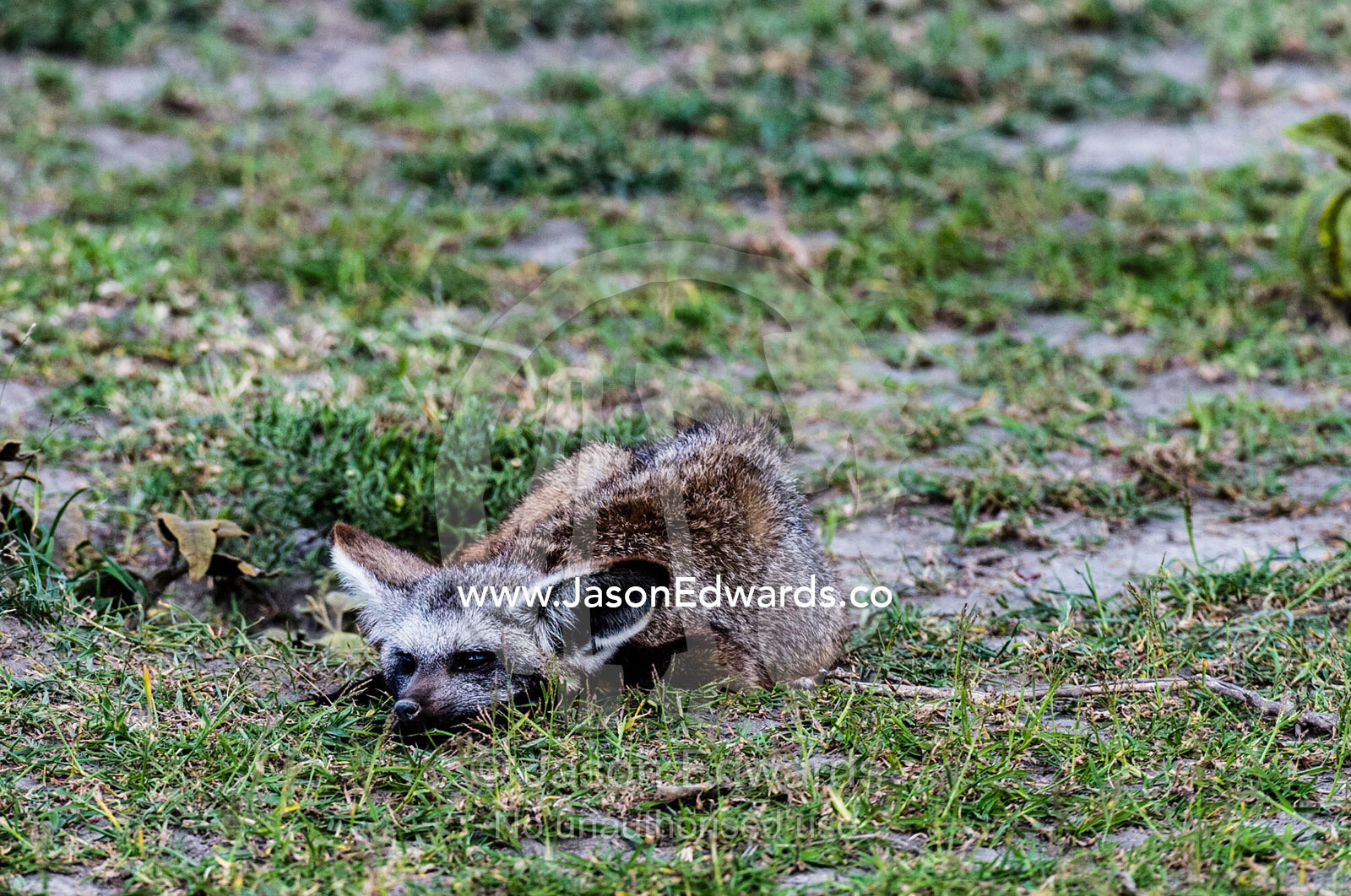 A Bat-eared Fox lying flat to the ground on the short grass savannah plain. Serengeti National Park, Serengeti, World Heritage Site, Tanzania.