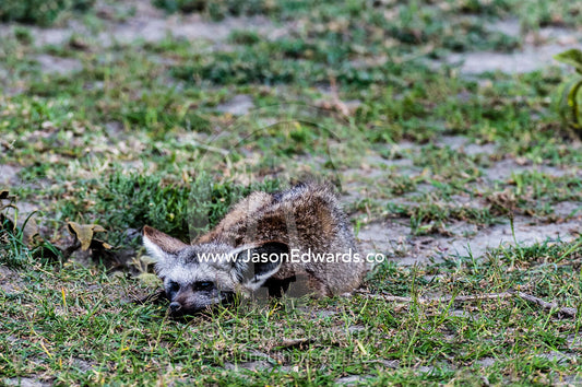 A Bat-eared Fox lying flat to the ground on the short grass savannah plain. Serengeti National Park, Serengeti, World Heritage Site, Tanzania.