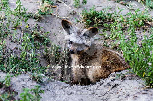 A cautious Bat-eared Fox pup sitting in the entrance hole to it's den. Serengeti National Park, Serengeti, World Heritage Site, Tanzania.
