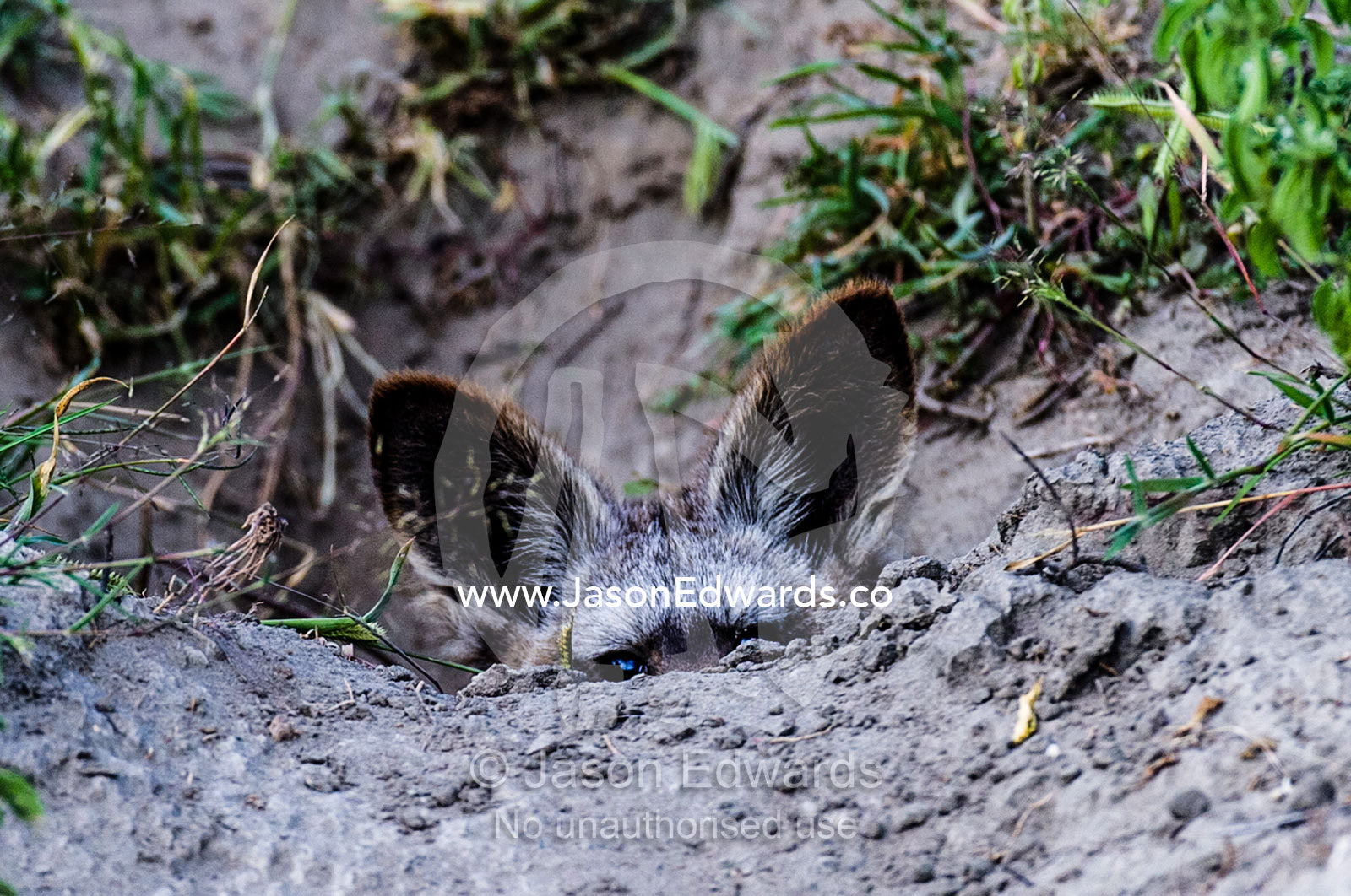 The large ears of a Bat-eared Fox pup peering over the lip of it's den entrance. Serengeti National Park, Serengeti, World Heritage Site, Tanzania.