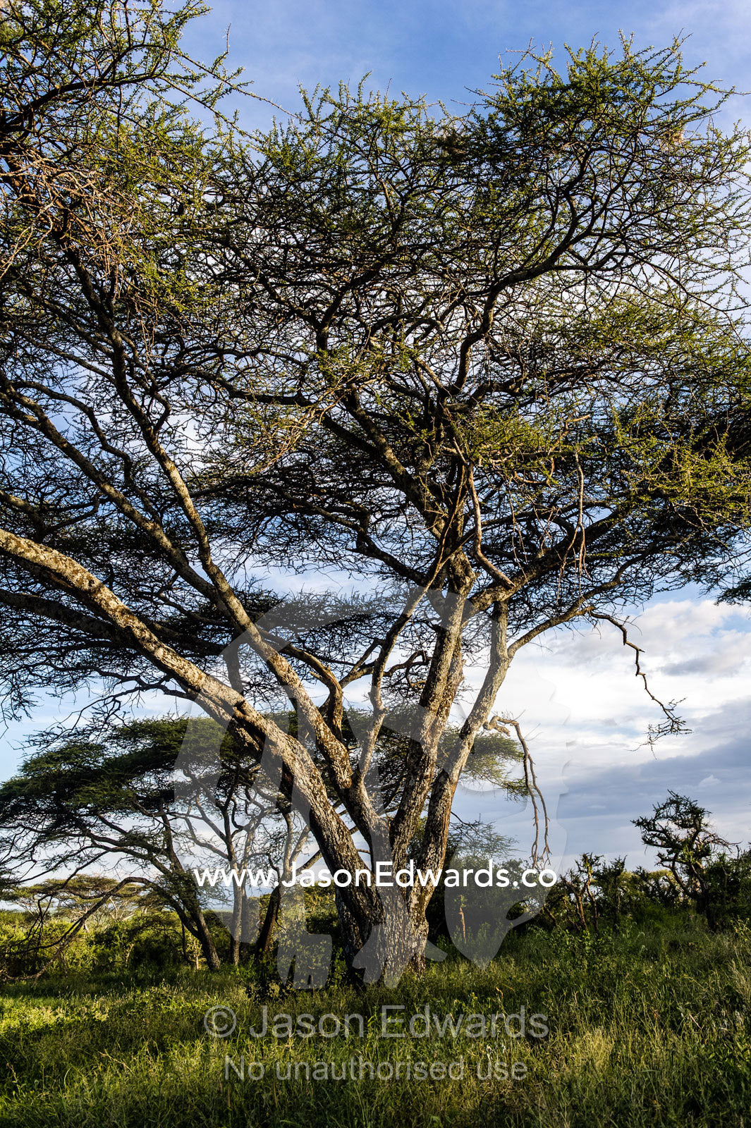 The sprawling umbrella canopy of an acacia tree in a woodland. Serengeti National Park, Serengeti, World Heritage Site, Tanzania.