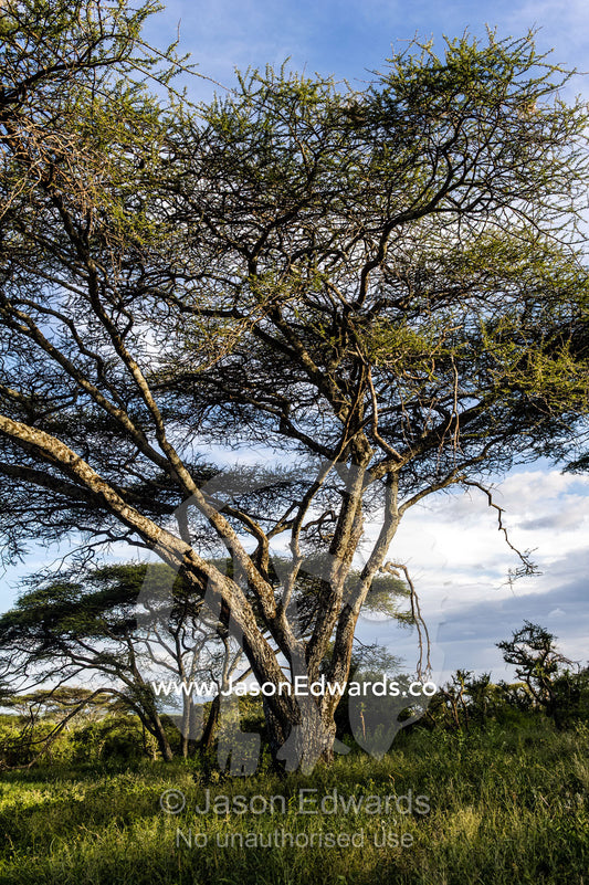 The sprawling umbrella canopy of an acacia tree in a woodland. Serengeti National Park, Serengeti, World Heritage Site, Tanzania.