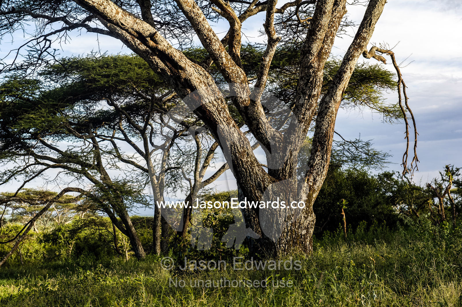 The rough bark and sprawling umbrella canopy of an acacia tree in a woodland. Serengeti National Park, Serengeti, World Heritage Site, Tanzania.