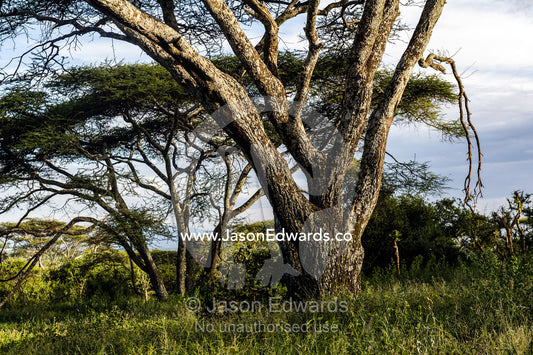 The rough bark and sprawling umbrella canopy of an acacia tree in a woodland. Serengeti National Park, Serengeti, World Heritage Site, Tanzania.