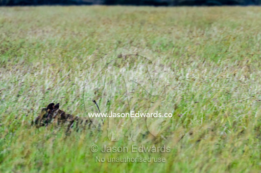 A Warthog running through the tall grasses on the savannah plain. Moru Kopjes, Serengeti National Park, Serengeti, World Heritage Site, Tanzania.