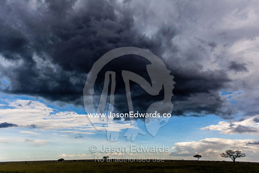 A dense, black rain cloud hangs in the sky above umbrella Acacia trees on the savannah plain. Serengeti National Park, Serengeti, World Heritage Site, Tanzania.
