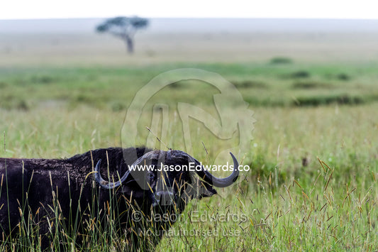 A wary African Buffalo peers through tall grasses on the savannah plain. Serengeti National Park, Serengeti, World Heritage Site, Tanzania.
