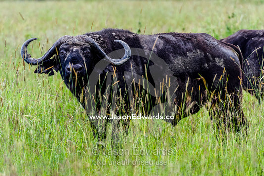 A wary African Buffalo peers through tall grasses on the savannah plain. Serengeti National Park, Serengeti, World Heritage Site, Tanzania.