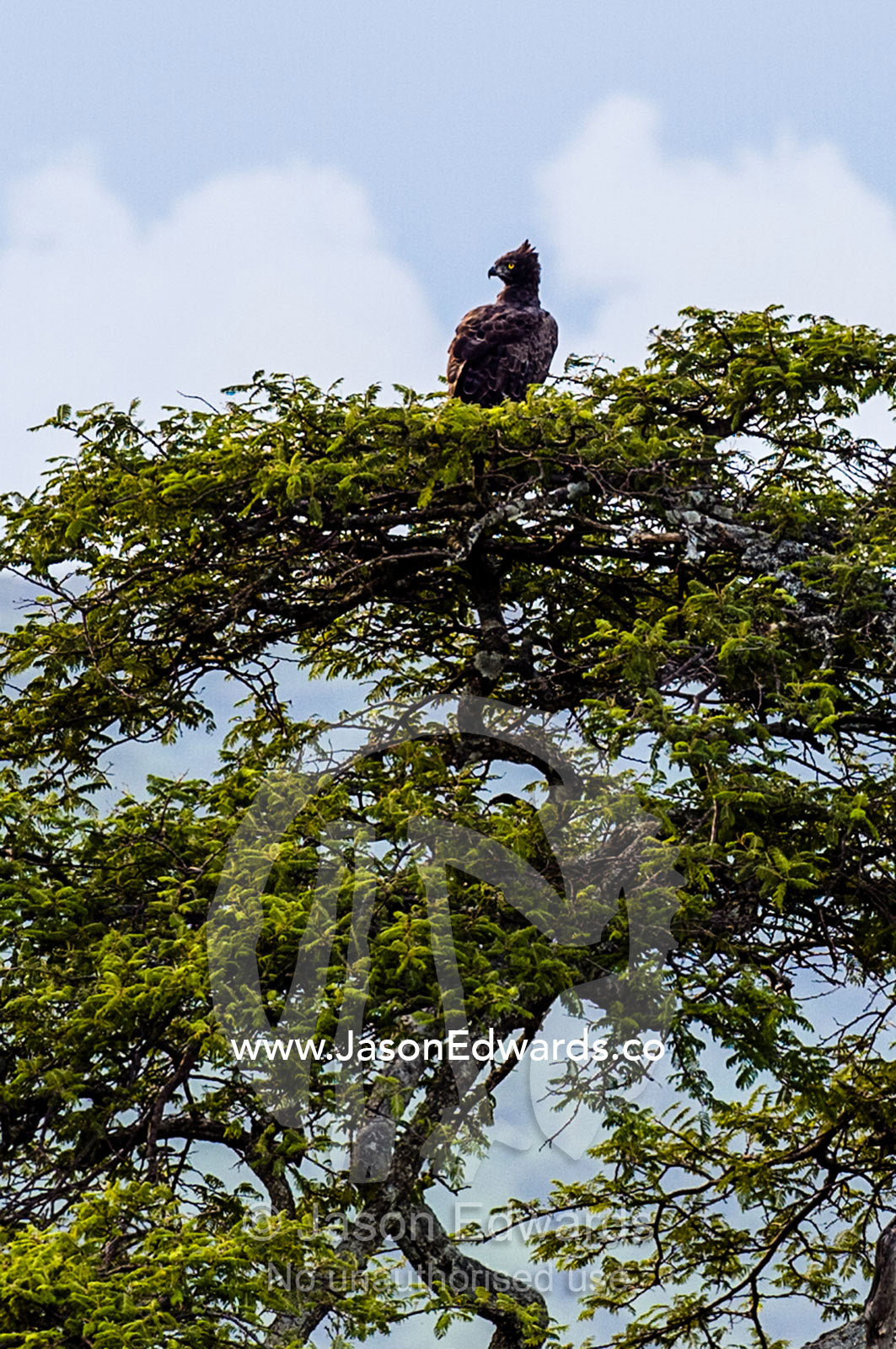 A Martial Eagle surveys a valley whilst roosting in the canopy of a tree. Serengeti National Park, Serengeti, World Heritage Site, Tanzania.
