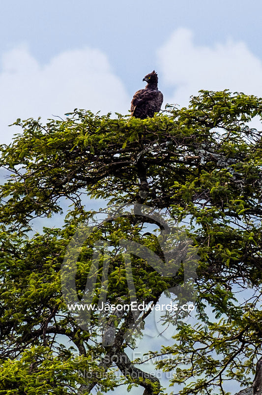 A Martial Eagle surveys a valley whilst roosting in the canopy of a tree. Serengeti National Park, Serengeti, World Heritage Site, Tanzania.