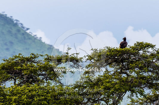 A Martial Eagle surveys a valley whilst roosting in the canopy of a tree. Serengeti National Park, Serengeti, World Heritage Site, Tanzania.