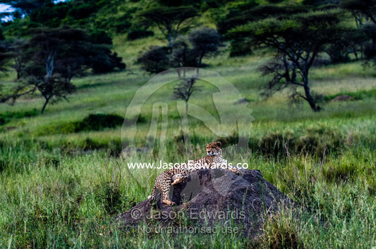 The beautiful spots on the coat of a Cheetah surveying the savannah grassland from on top of a termite mound. Serengeti National Park, Serengeti, World Heritage Site, Tanzania.