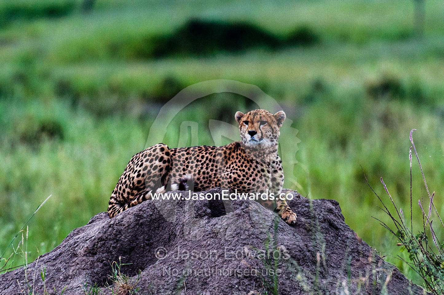 The beautiful spots on the coat of a Cheetah surveying the savannah grassland from on top of a termite mound. Serengeti National Park, Serengeti, World Heritage Site, Tanzania.