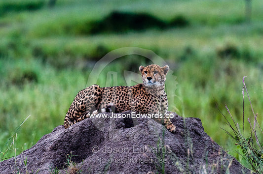 The beautiful spots on the coat of a Cheetah surveying the savannah grassland from on top of a termite mound. Serengeti National Park, Serengeti, World Heritage Site, Tanzania.