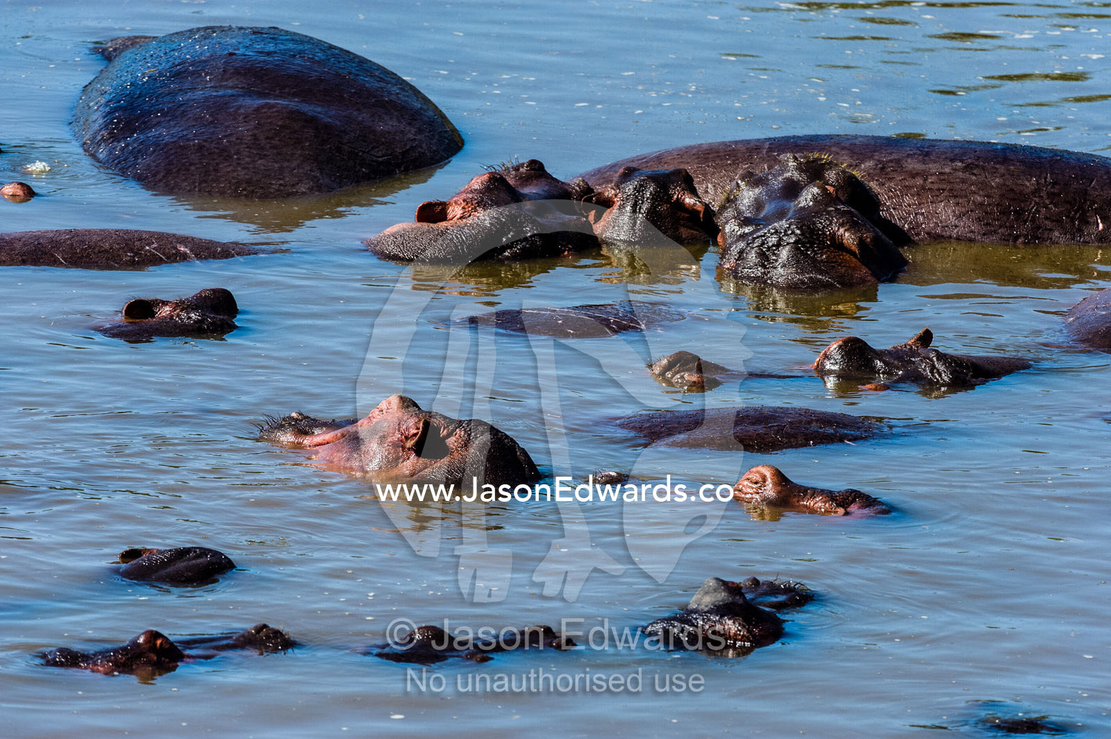 A pod of Nile Hippopotamus lounging and sleeping in a waterhole during the heat of the day. Serengeti National Park, Serengeti, World Heritage Site, Tanzania.