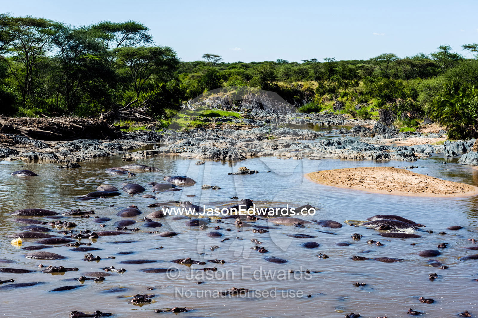 A pod of Nile Hippopotamus lounging and sleeping in a waterhole during the heat of the day. Serengeti National Park, Serengeti, World Heritage Site, Tanzania.