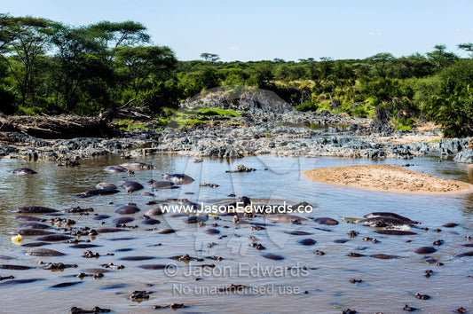 A pod of Nile Hippopotamus lounging and sleeping in a waterhole during the heat of the day. Serengeti National Park, Serengeti, World Heritage Site, Tanzania.