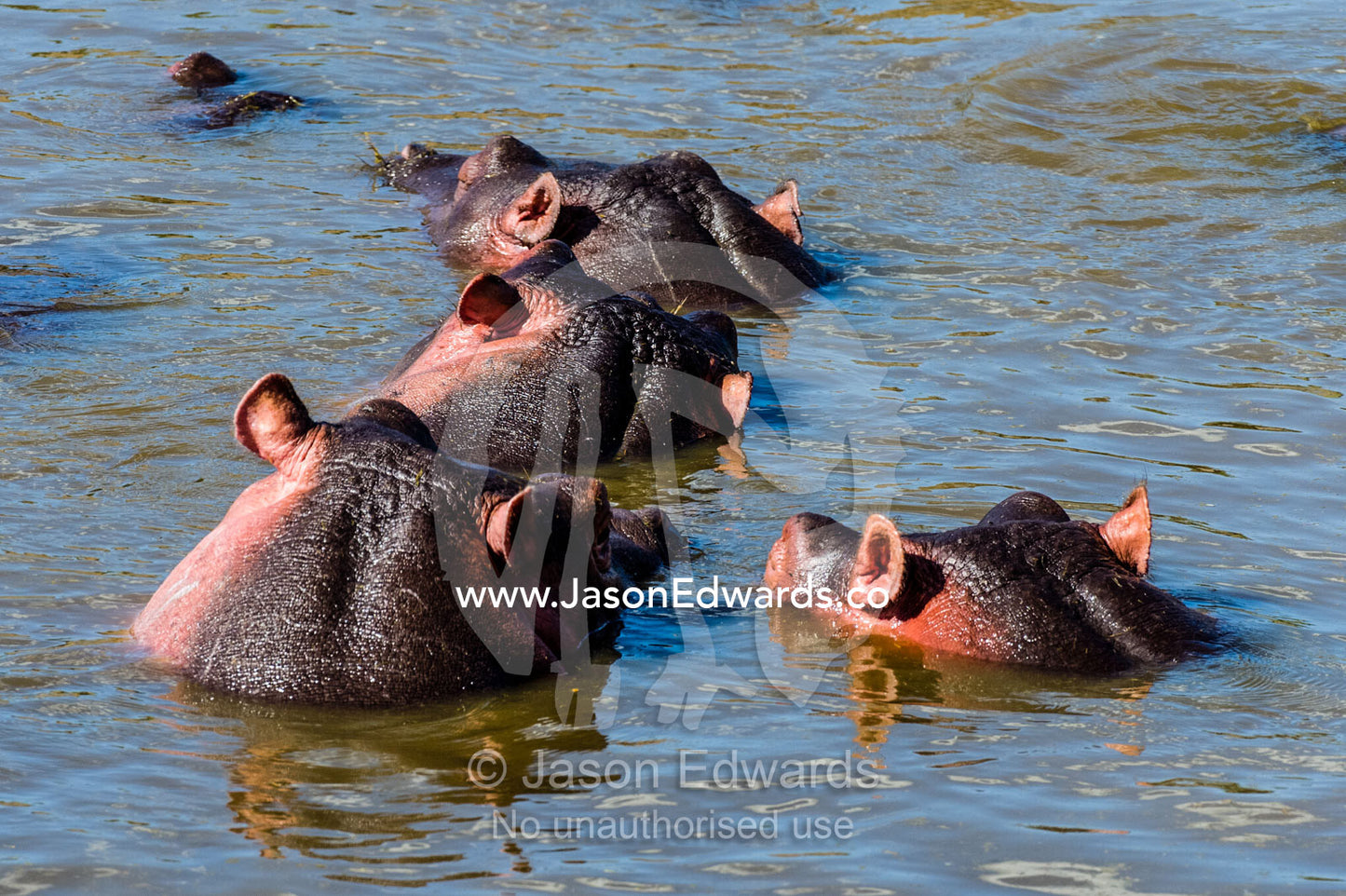 The pink necks and ears of a pod of Nile Hippopotamus lounging and sleeping in a waterhole during the heat of the day. Serengeti National Park, Serengeti, World Heritage Site, Tanzania.