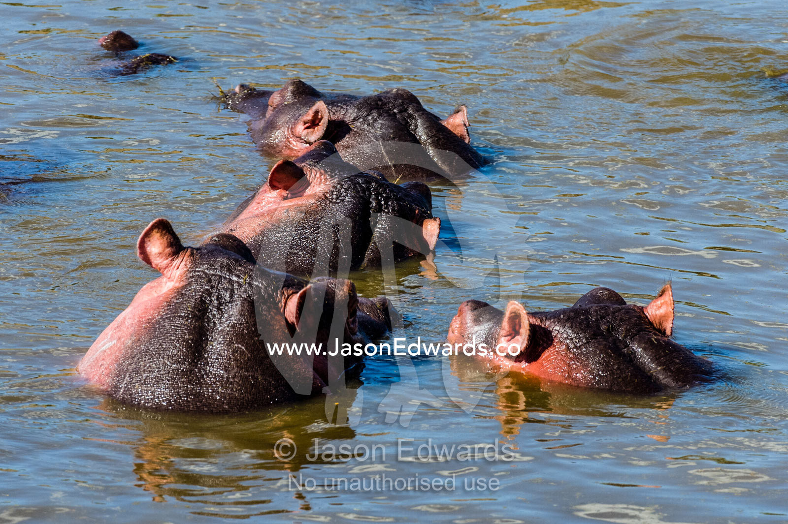 The pink necks and ears of a pod of Nile Hippopotamus lounging and sleeping in a waterhole during the heat of the day. Serengeti National Park, Serengeti, World Heritage Site, Tanzania.
