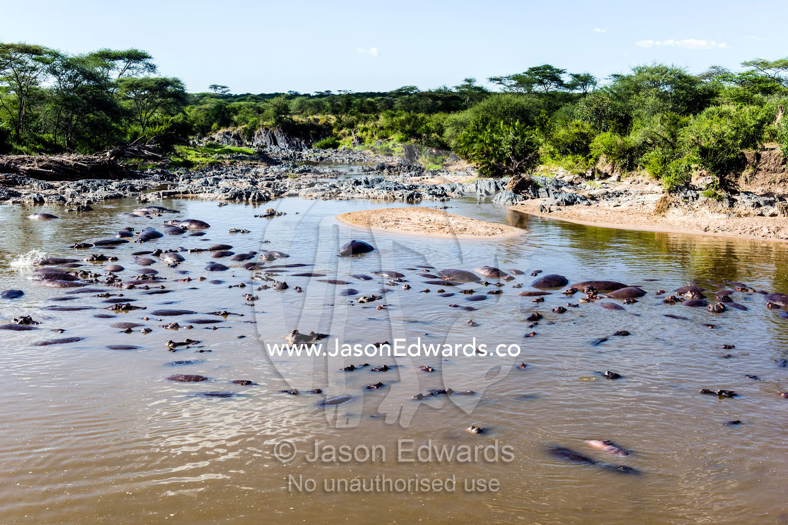 A pod of Nile Hippopotamus lounging and sleeping in a waterhole during the heat of the day. Serengeti National Park, Serengeti, World Heritage Site, Tanzania.
