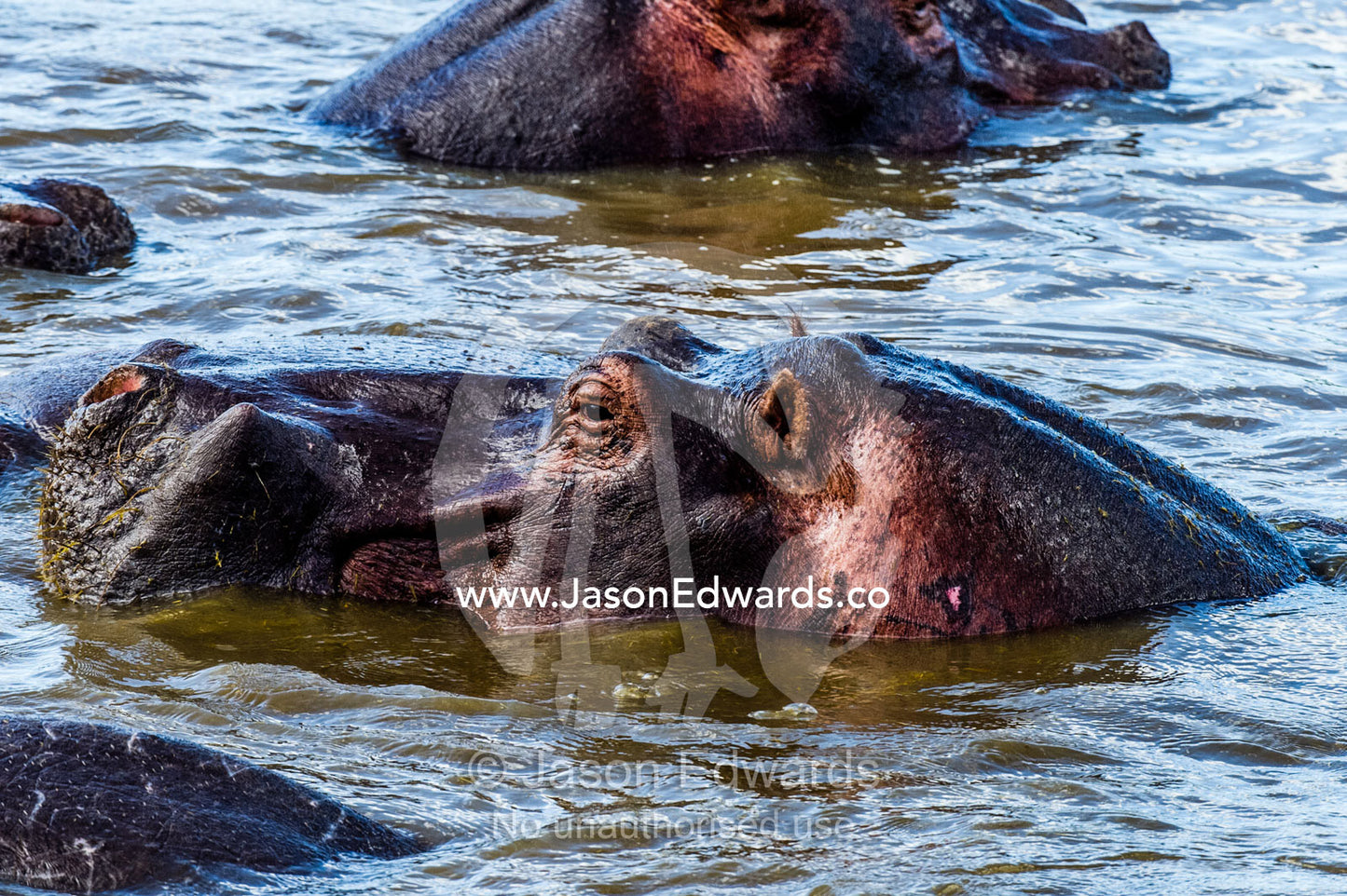 A Nile Hippopotamus surfaces in a waterhole during the heat of the day when tempers start to flare. Serengeti National Park, Serengeti, World Heritage Site, Tanzania.