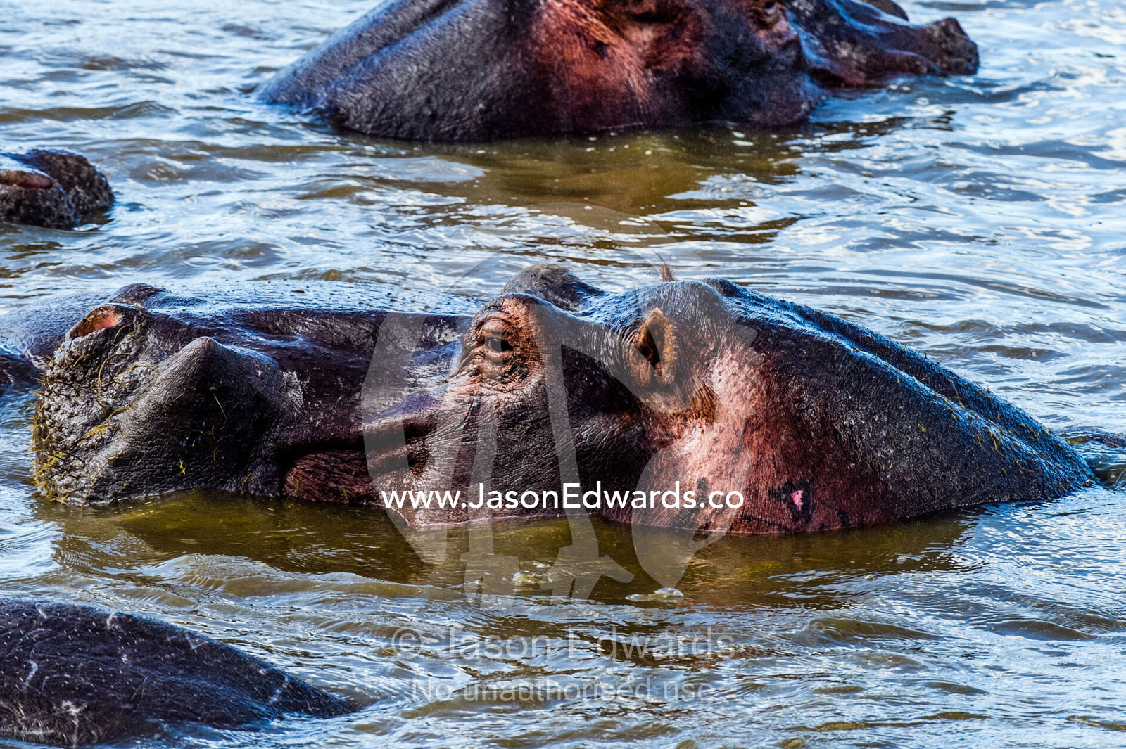 A Nile Hippopotamus surfaces in a waterhole during the heat of the day when tempers start to flare. Serengeti National Park, Serengeti, World Heritage Site, Tanzania.