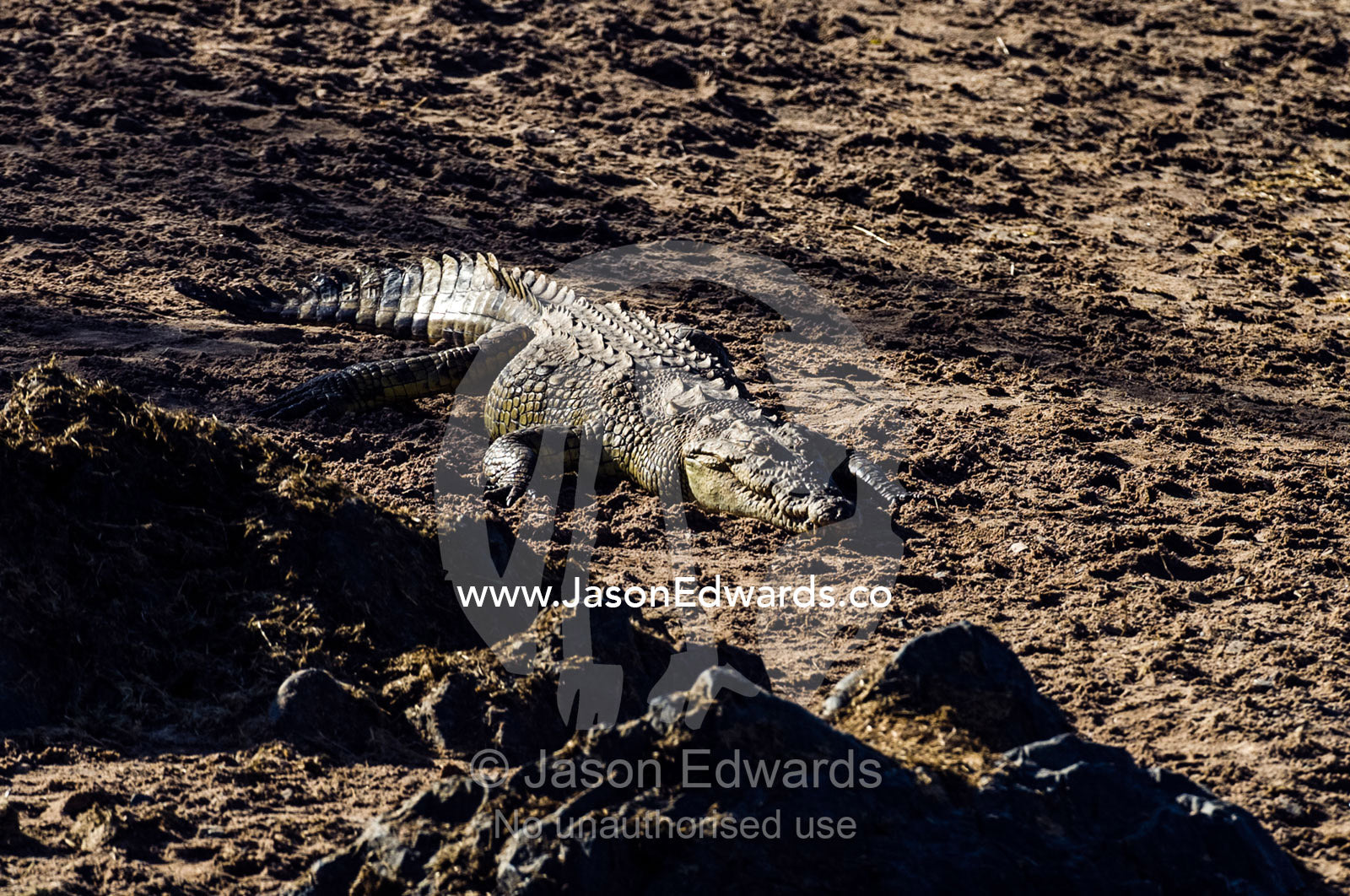 A Nile Crocodile sun basking on the sandy shoreline of a waterhole in the afternoon heat. Serengeti National Park, Serengeti, World Heritage Site, Tanzania.
