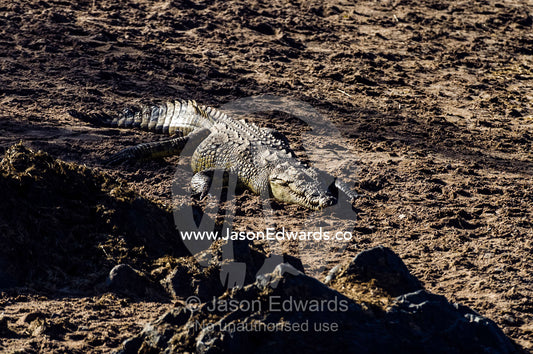 A Nile Crocodile sun basking on the sandy shoreline of a waterhole in the afternoon heat. Serengeti National Park, Serengeti, World Heritage Site, Tanzania.