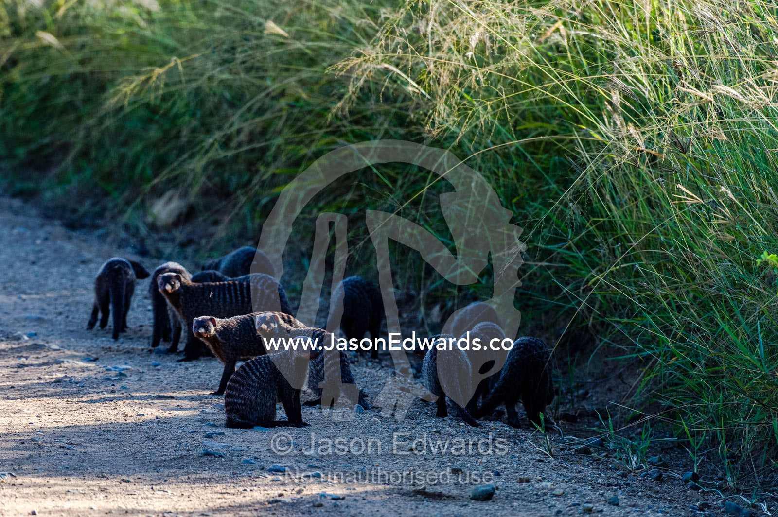 A troop of Banded Mongoose patrolling the side of dirt road through a grassland. Serengeti National Park, Serengeti, World Heritage Site, Tanzania.
